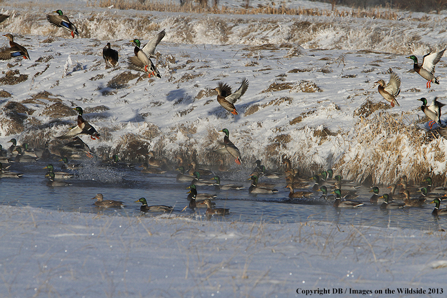 Mallards taking flight.
