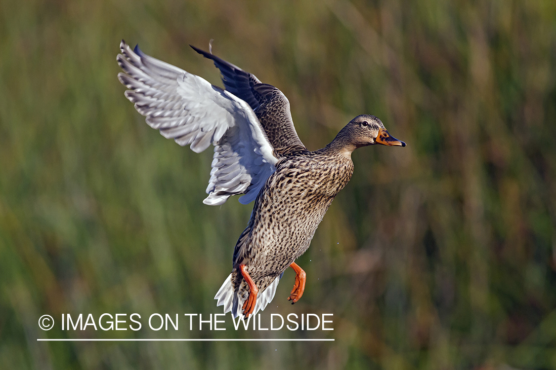 Mallard hen in flight. 