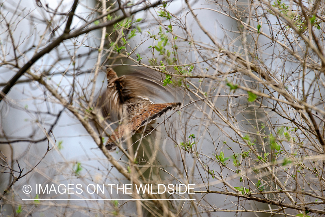 Ruffed grouse flushing.