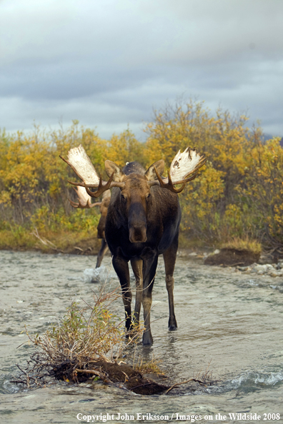 Alaskan Moose in Habitat