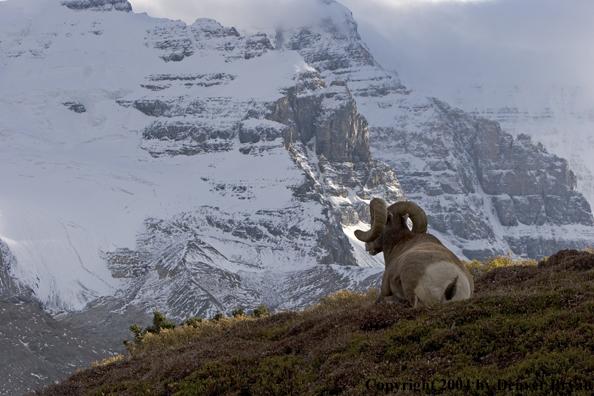 Rocky Mountain bighorn sheep (ram).