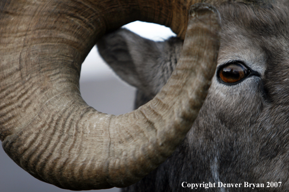 Close-up of a Rocky Mountain Bighorn sheep