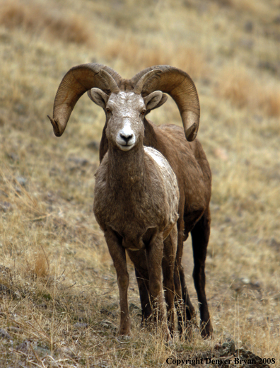 Rocky Mountain Big Horn Sheep
