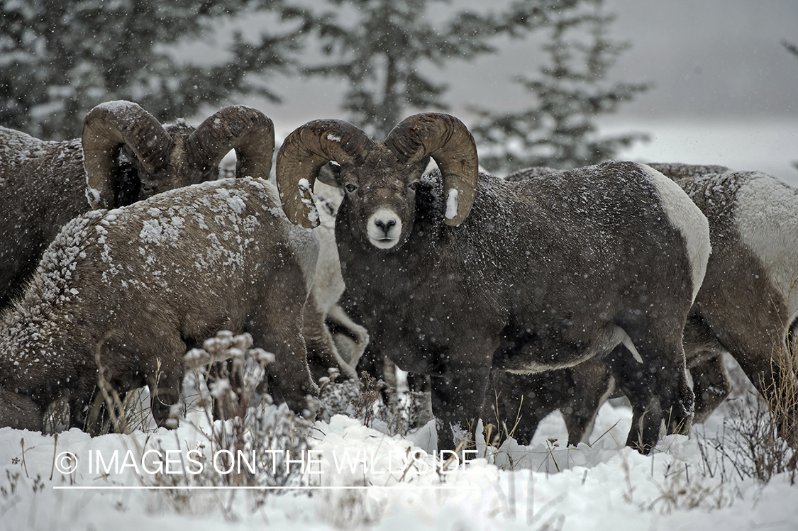 Bighorn sheep in habitat.