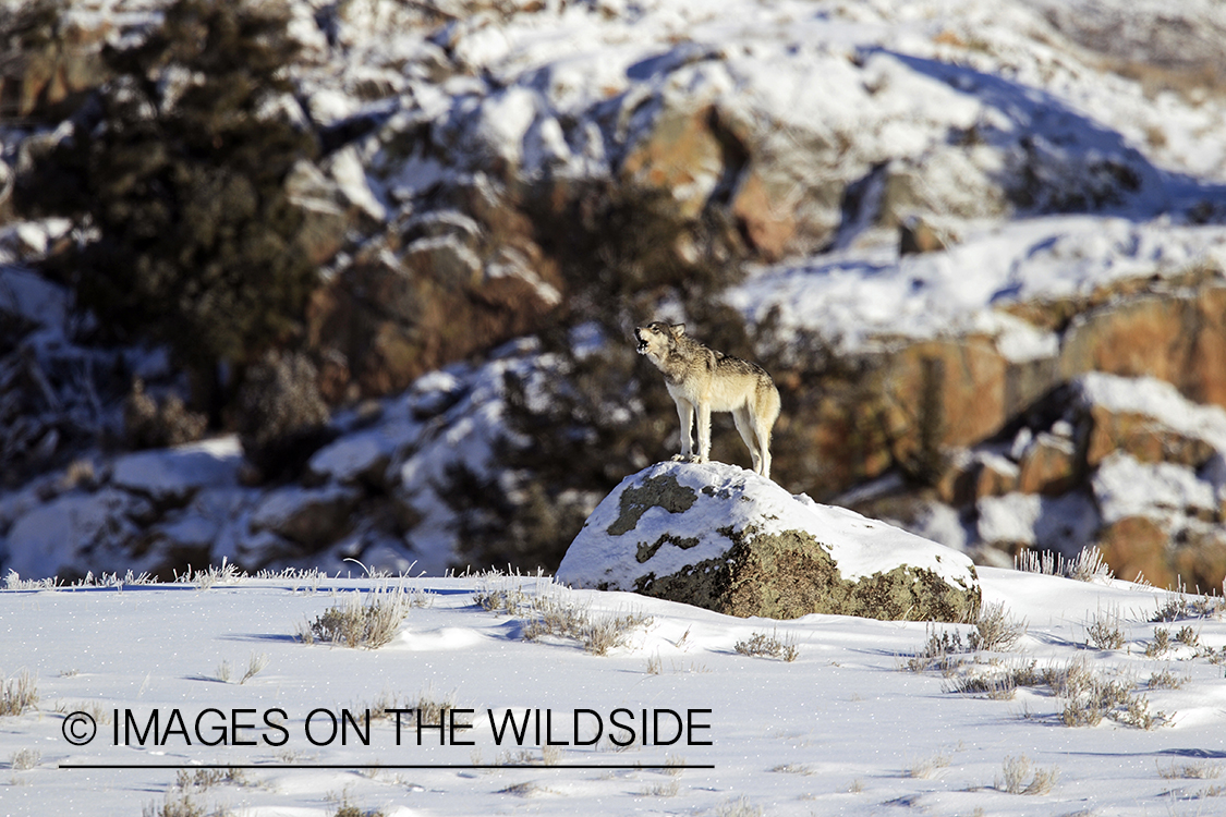 Wild free-ranging gray wolf howling in Yellowstone National Park.