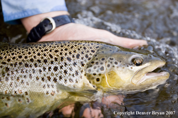 Close-up of nice brown trout.