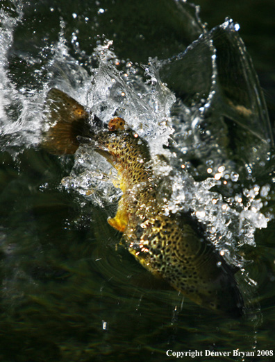Brown Trout underwater