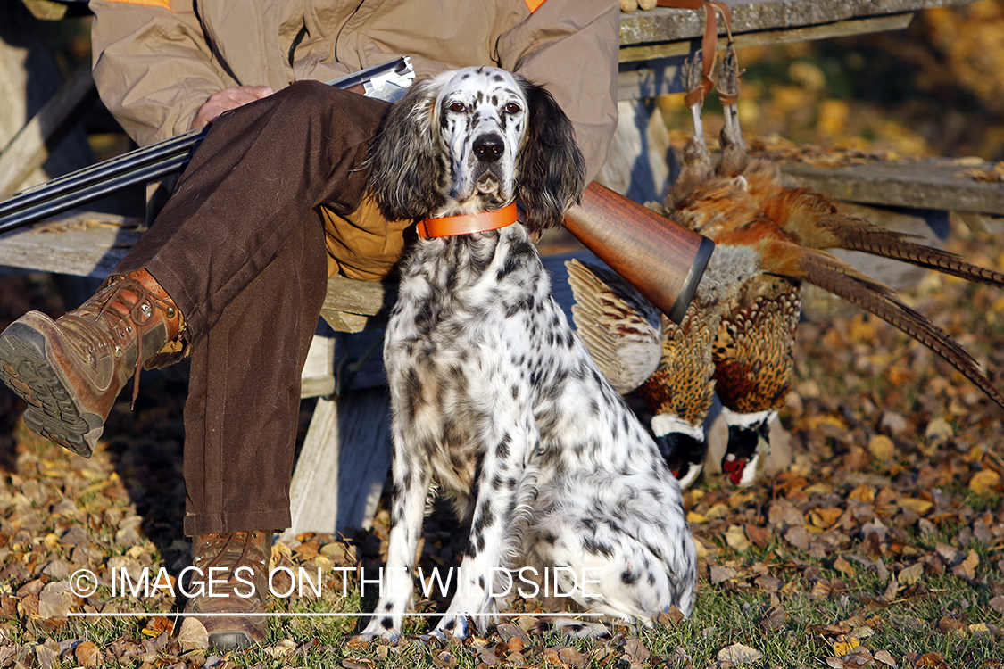 Hunter with English Setter in autumn.