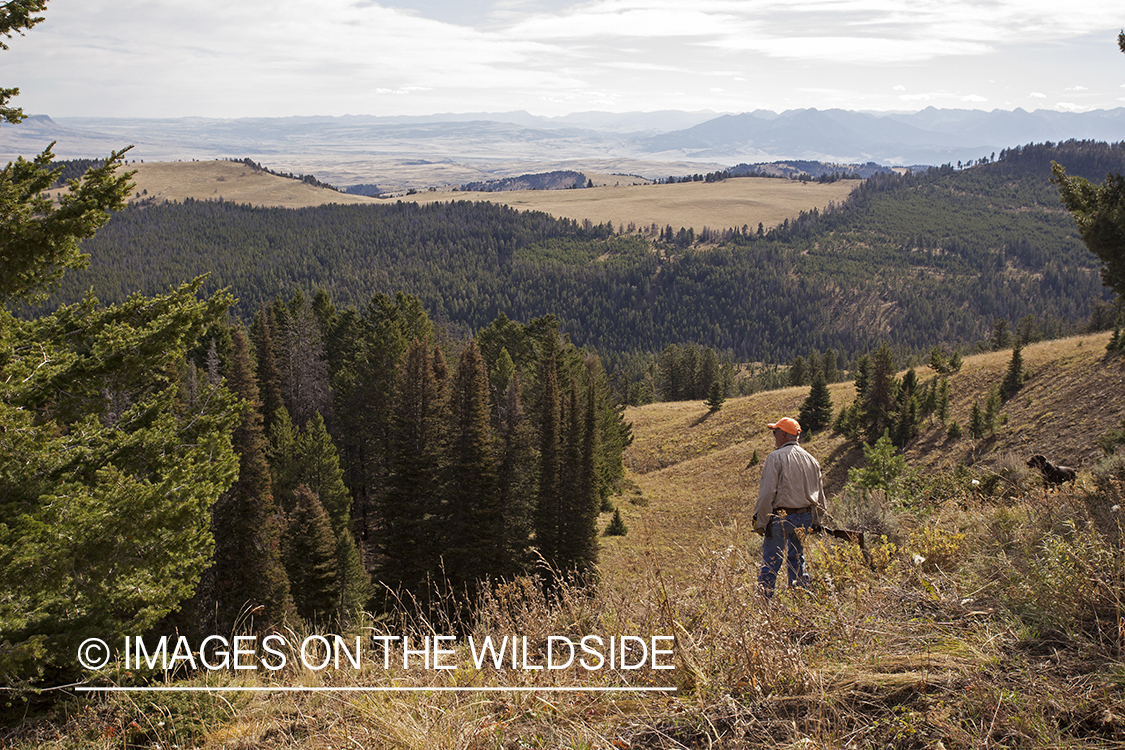 Upland game bird hunter in field hunting Dusky (mountain) grouse.