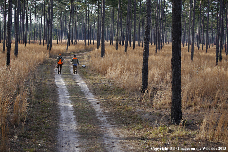 Bobwhite quail hunters shooting at flushing quail. 