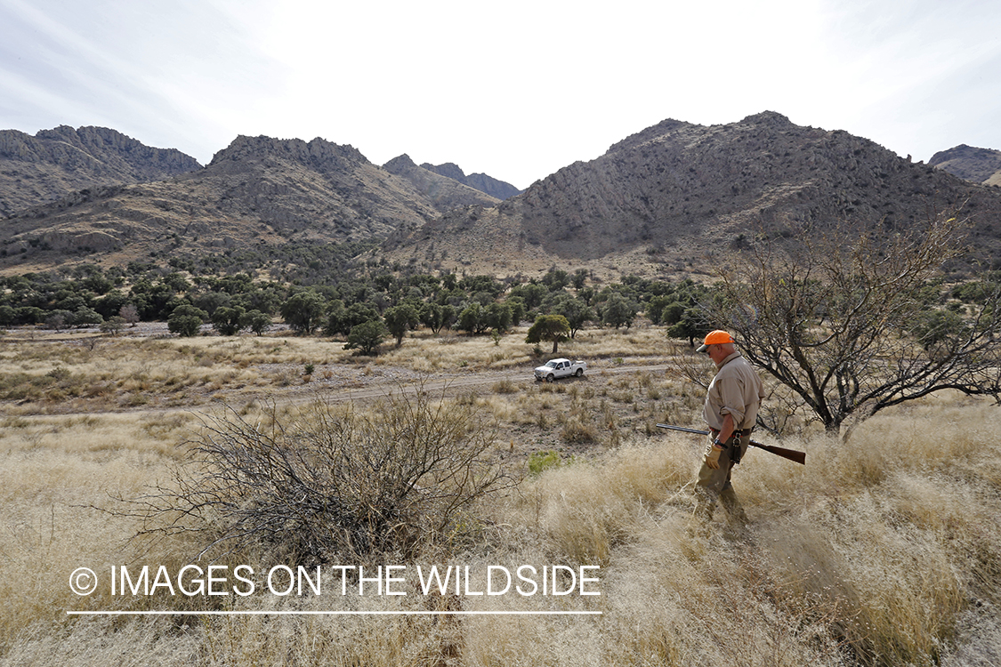 Desert quail hunter walking back to truck.