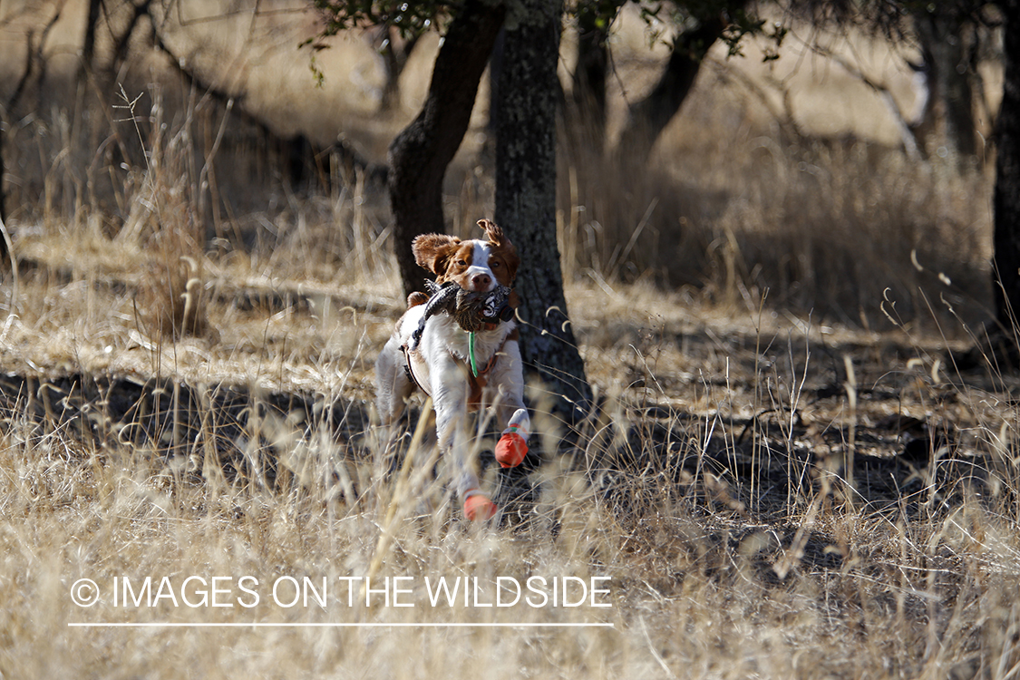 Brittany Spaniel retrieving bagged Mearns quail.