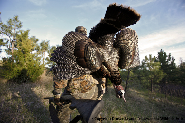 Hunter with bagged (Merriam's) turkey thrown over shoulder