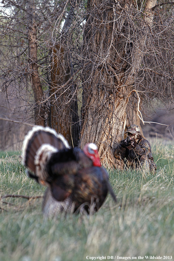 Turkey hunter shooting at gobbler.