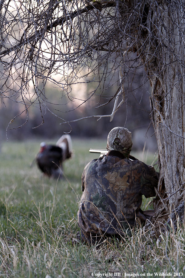 Turkey hunter shooting at gobbler.
