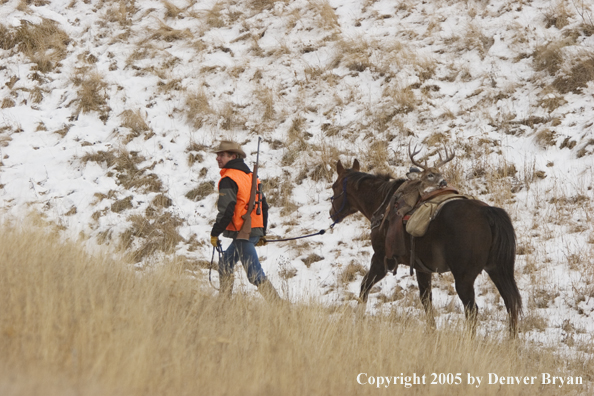 Deer hunter packing out bagged white-tailed buck.