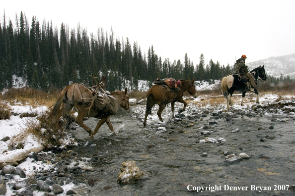 ELk hunter with pack string