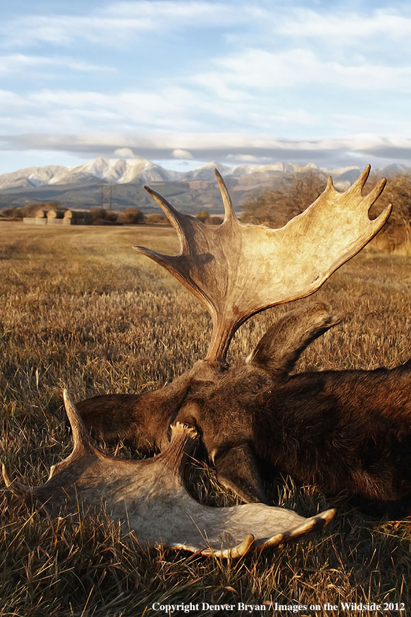 Downed bull moose in field.