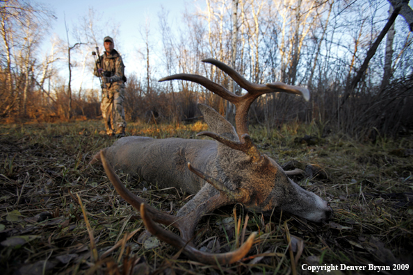 Bowhunter approaching whitetail buck.