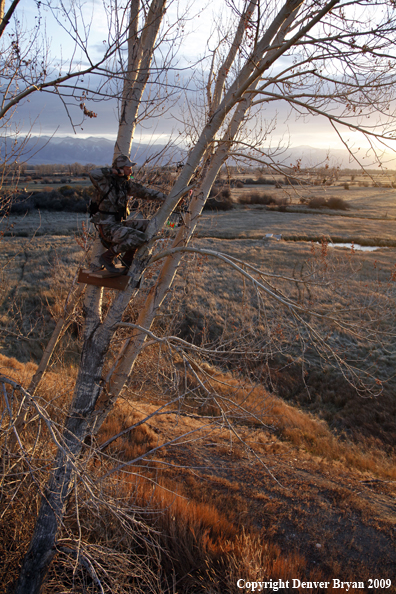 Bowhunter aiming bow from tree stand.