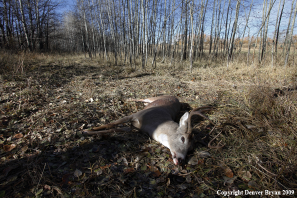 Hunter-killed whitetail buck.