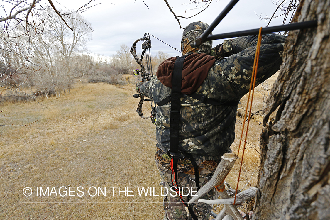 Bowhunter taking aim from tree stand.