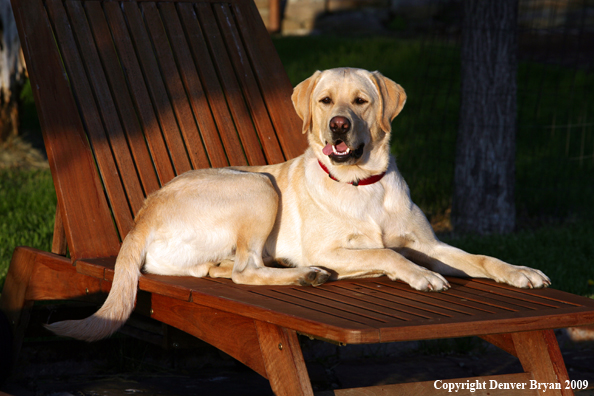 Yellow Labrador Retriever in chair