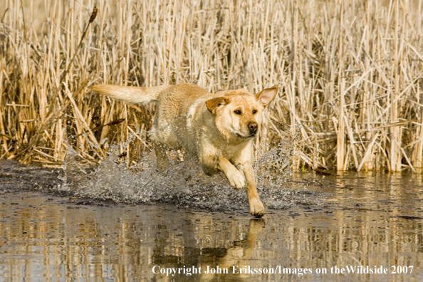 Yellow Labrador Retriever