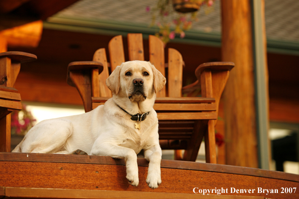 Yellow Labrador Retriever