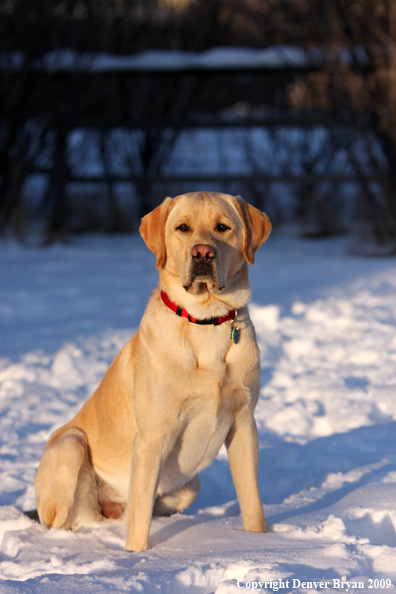 Yellow labrador retriever