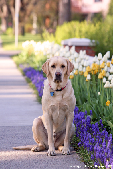 Yellow Labrador Retriever by flowers