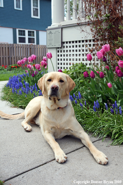 Yellow Labrador Retriever by flowers