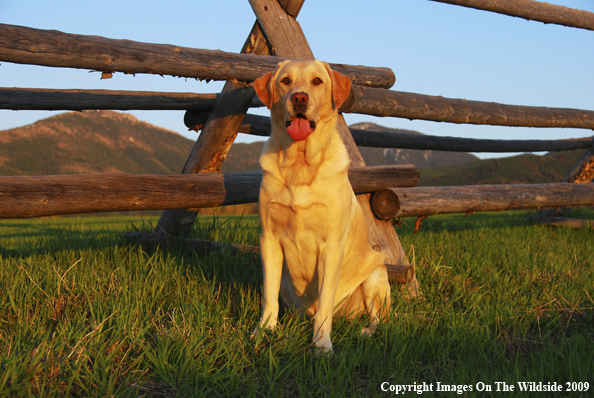 Yellow Labrador Retriever