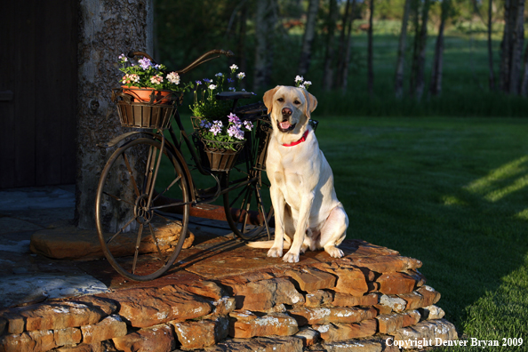 Yellow Labrador Retriever by old bike