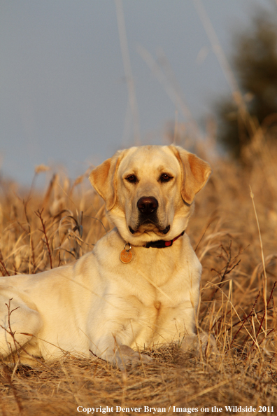 Yellow Labrador Retriever laying in field.