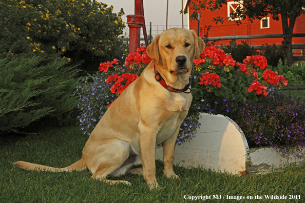 Yellow Labrador Retriever.
