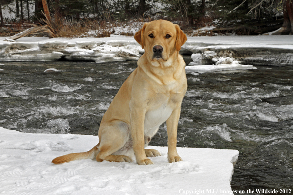 Yellow Labrador Retriever in winter. 