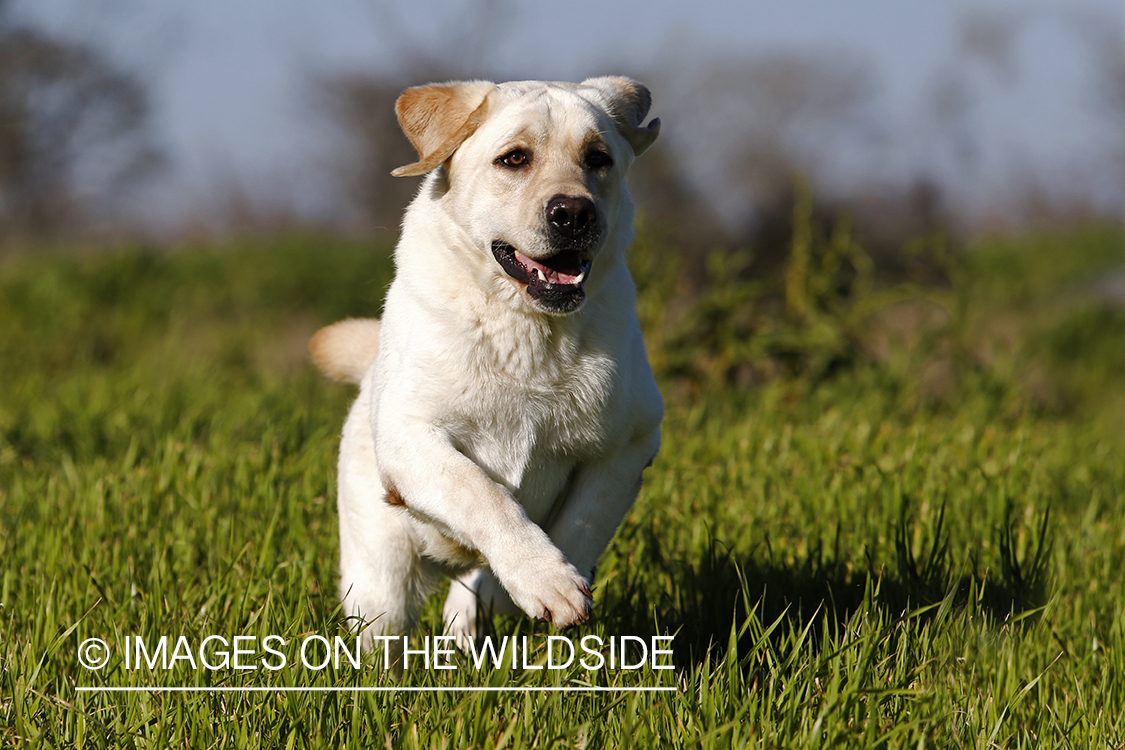 Yellow lab running in field.