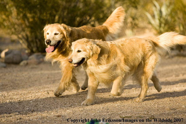 Golden Retrievers 