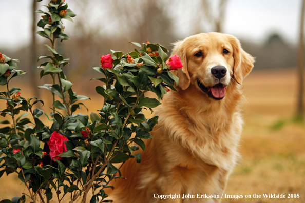Golden Retriever