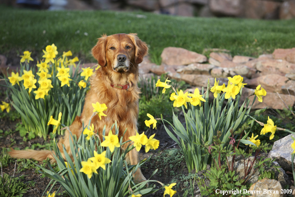 Golden Retriever in flower bed