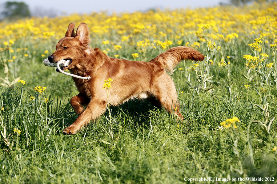 Golden Retriever playing with toy.