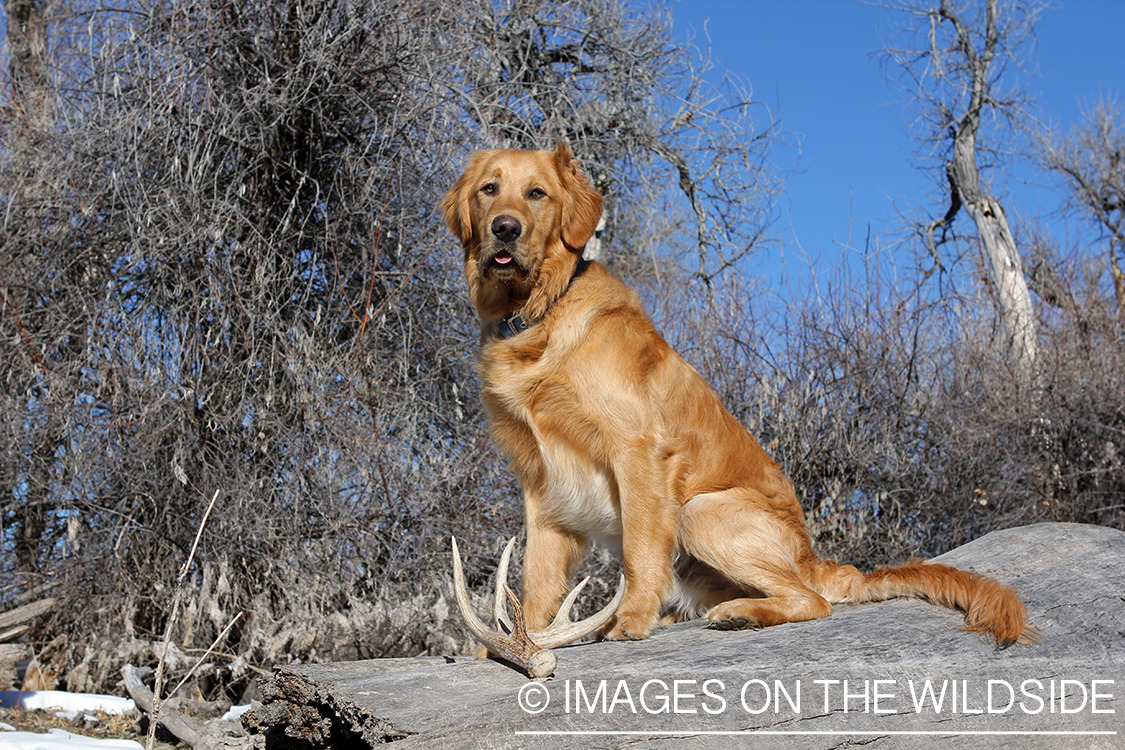 Golden Retriever with antler sheds.