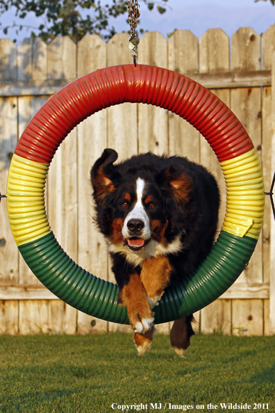 Bernese Mountain Dog running agility course. 