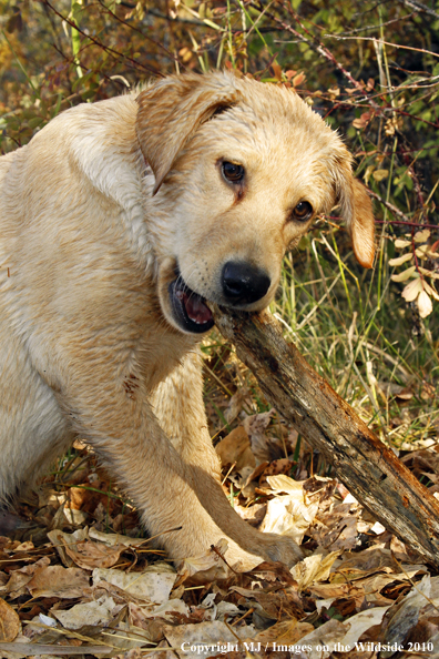 Yellow Labrador Retriever Puppy