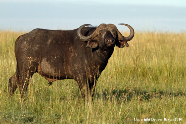 Cape buffalo bull.