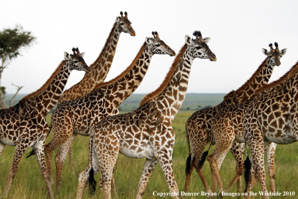 Masai Giraffe Herd
