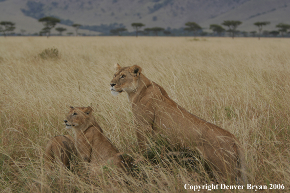 African lioness with cubs
