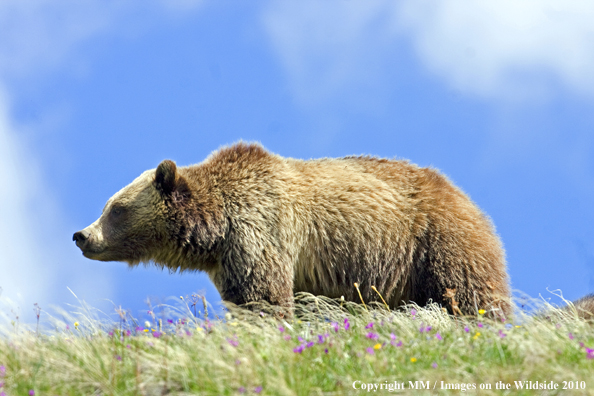 Grizzly Bear in habitat