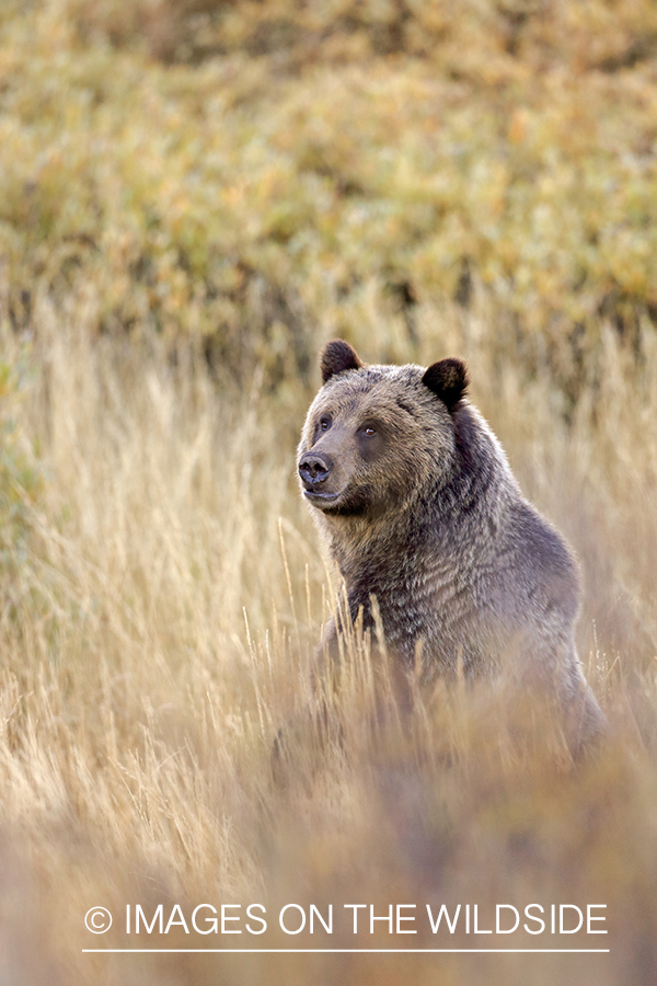 Grizzly in field.